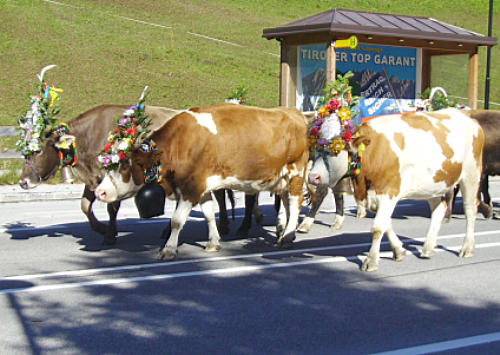 Almabtrieb_500.jpg
